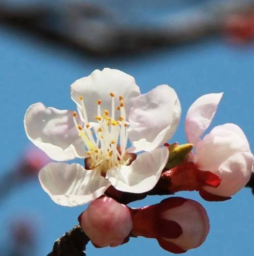 樱桃花的花语（赏樱与品味生命之美）