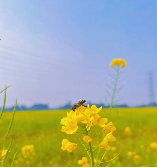 油菜花的花语与寓意（探索油菜花的花语）