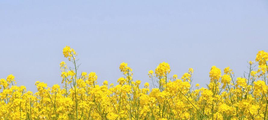 油菜花的花语（油菜花花语的深刻寓意和传承）