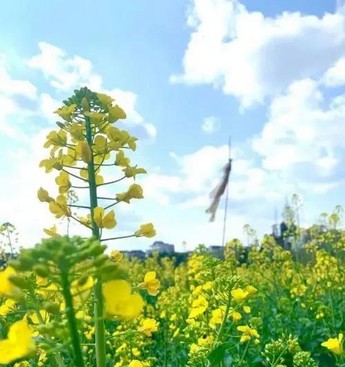 油菜花的文化背景与花语（揭开油菜花的秘密）