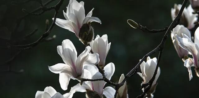 玉兰花花语（探寻玉兰花的花语与美学魅力）