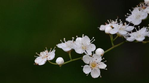 珍珠梅花的意义与象征（探索珍珠梅花的深意与美丽之处）