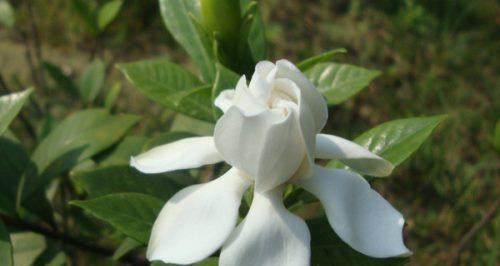 栀子花的花语与意义（探寻栀子花花语的深层含义）