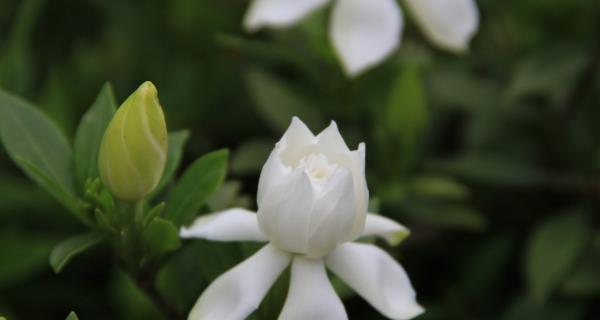 栀子花的真正花语（以栀子花的花语探寻爱情和纯洁的象征）