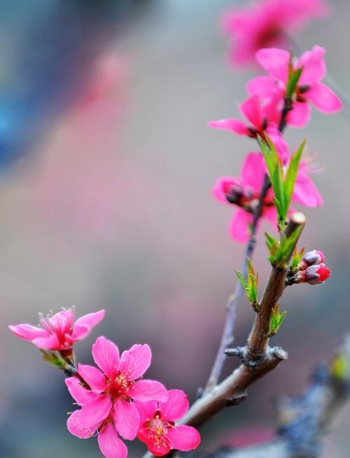 竹夹桃花（探寻竹夹桃花的花语和美丽）