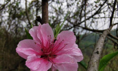 竹夹桃花（探寻竹夹桃花的花语和美丽）