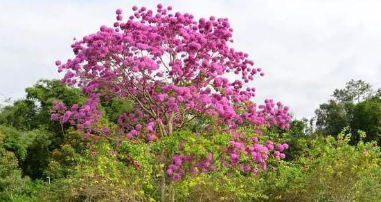 紫花风铃木的花语与含义（解读紫花风铃木的寓意与象征）