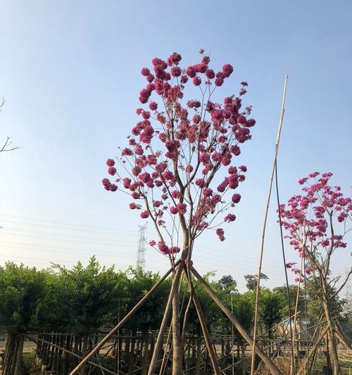 紫花风铃木的花语与含义（解读紫花风铃木的寓意与象征）