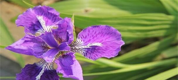 缤纷紫色花卉与花语（探寻紫色花朵的奇妙世界）