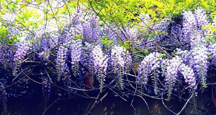 紫藤花的花语——寄托希望与爱情的象征（紫藤花的美丽梦境和丰富内涵）