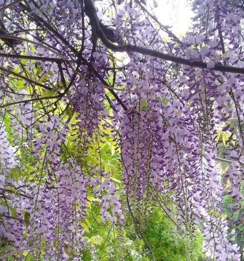 紫藤花的花语与寓意（探索紫藤花的深刻含义）