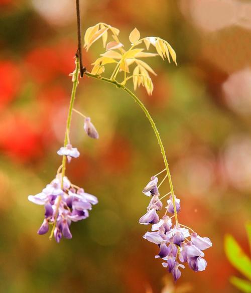 紫藤花的花语与寓意（探索紫藤花的深刻含义）