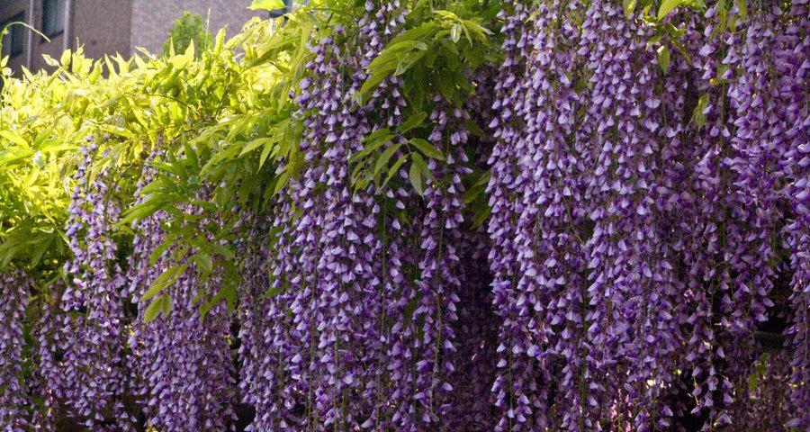 紫藤花的花语与寓意（探索紫藤花的深刻含义）