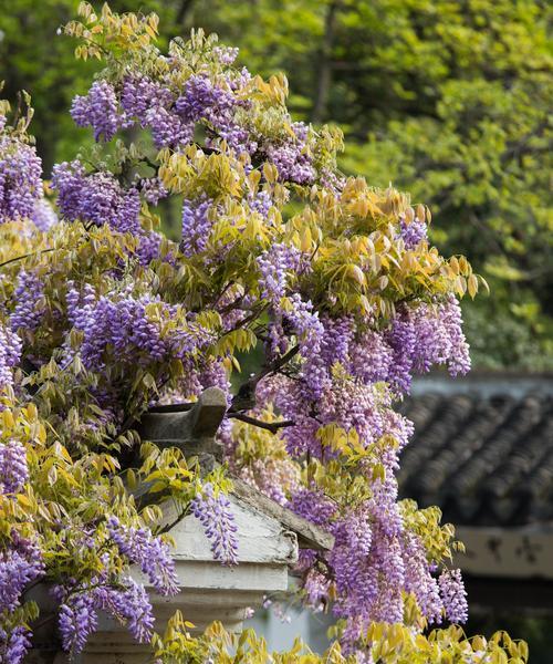 紫藤花的花语和传说（探寻紫藤花的深层寓意）