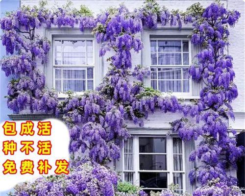 紫藤花的意义与象征（花开富贵人生之象征——紫藤花）