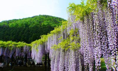 紫藤花（探寻紫藤花的花语和意义）