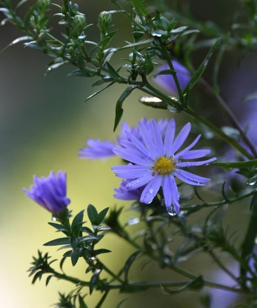 紫菀花的花语（探寻紫菀花的神秘语言）