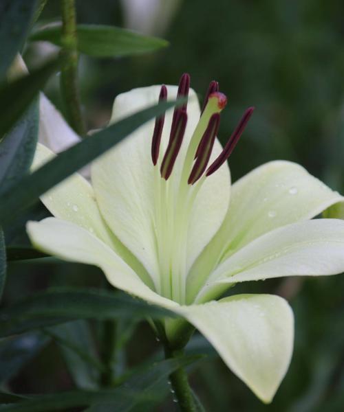 白百合的花语——纯洁与守护之花（用白百合传递温馨与坚守的情感）