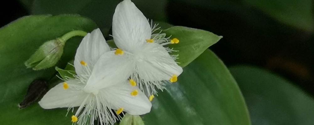 白花紫露草的花语与含义（探索白花紫露草的神秘花语）