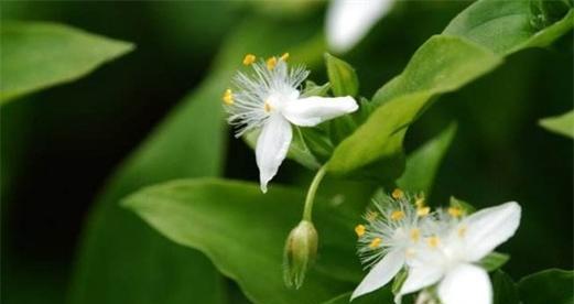 白花紫露草的花语与含义（探索白花紫露草的神秘花语）