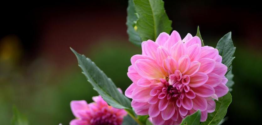 大丽花的花语及寓意（探寻大丽花背后的花语秘密）