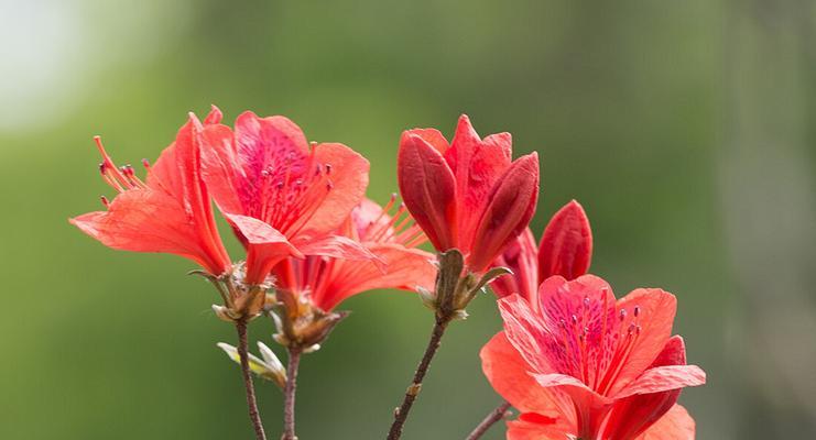 杜鹃花的花语与寓意（探秘杜鹃花的含义和象征）