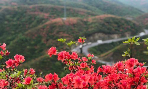 杜鹃花（揭示杜鹃花背后的象征意义）