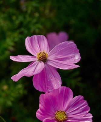 格桑花的花语与意义（探寻格桑花的神秘魅力）