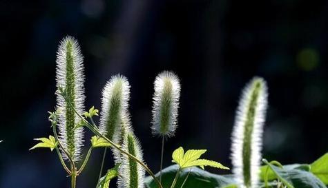 狗尾草的花语与其寓意（揭秘狗尾草的花语之谜）