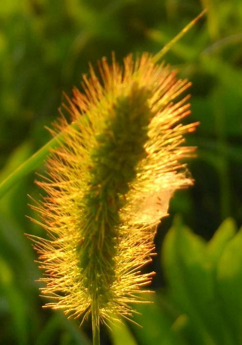 狗尾草的花语与其寓意（揭秘狗尾草的花语之谜）