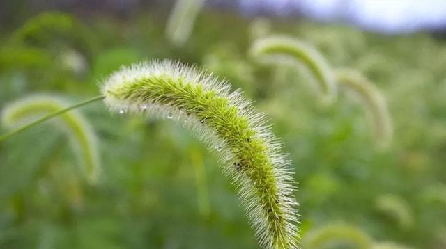 狗尾草的花语与其寓意（揭秘狗尾草的花语之谜）