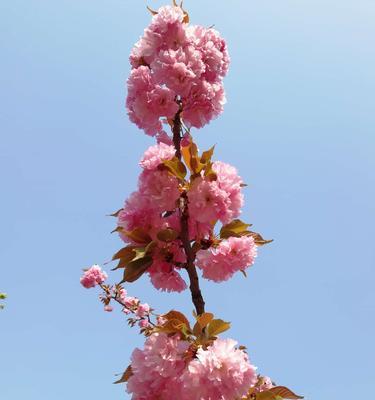 红叶樱花的花语与意义（探寻红叶樱花的内涵与象征）