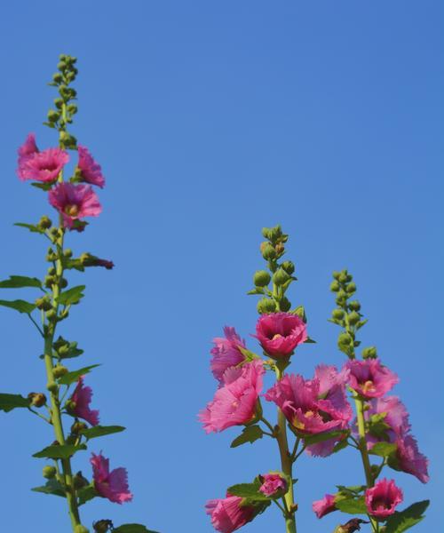 锦葵花的寓意与美好（探究锦葵花的象征意义及其美丽魅力）