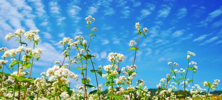 李叶绣线菊花（诗情画意之间）