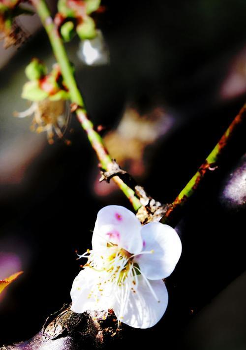 梅花的花语（探寻梅花的花语）