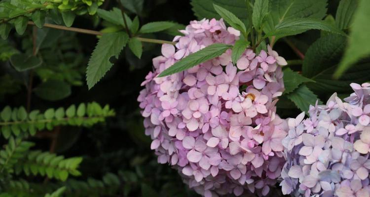 以木绣球花语（木绣球的花语和象征意义）