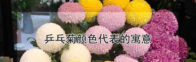 乒乓菊的花语及其象征意义（一朵富有变化的花）