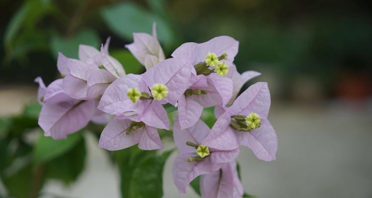 三角梅之花语与传说（揭秘三角梅的花语与传说）