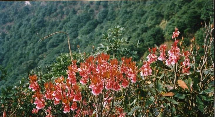 深山含笑的花语与传说（走入深山）