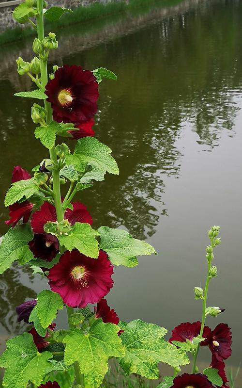 蜀葵花语与美好愿望（传承爱与希望的代言者——蜀葵花）