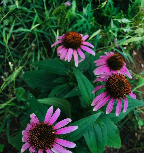 松果菊之花语与美好寓意（唤醒心灵的芬芳乐章）