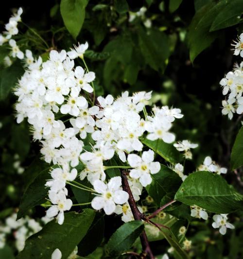 线叶绣线菊花语的奥秘（揭开绣线菊花的花语之谜）