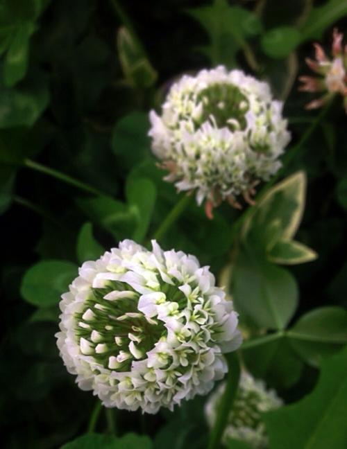 幸运草的花语（揭秘幸运草的花语及其深远内涵）