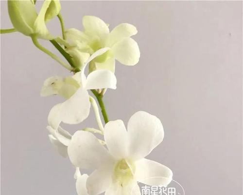 洋兰花语（探索洋兰的花语）