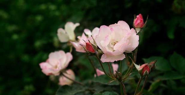 野蔷薇之花语（探索野蔷薇的花语及其象征意义）