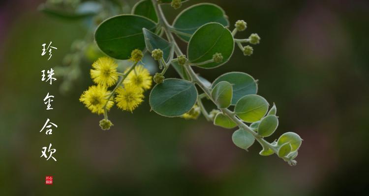 银叶金合欢树的花语及寓意解读（探秘银叶金合欢树的神秘语言）