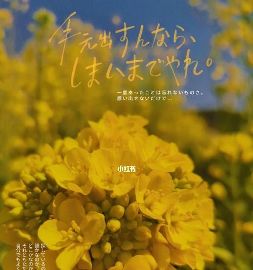 油菜花的花语及其意义（探究油菜花的花语传达和影响）