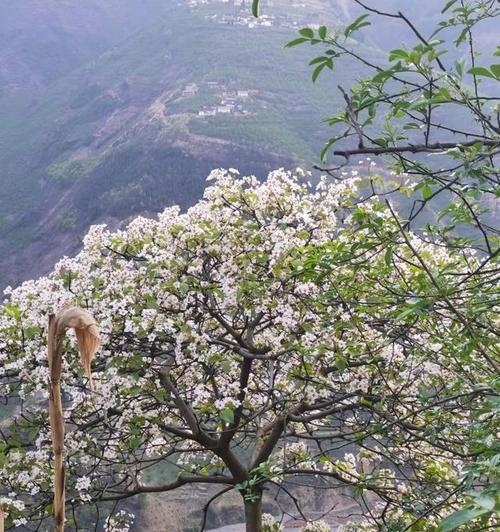 油桐花的花语及其寓意（揭示油桐花的独特象征意义）