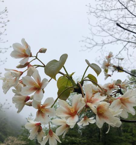 油桐花的花语及其寓意（揭示油桐花的独特象征意义）