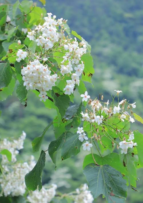 油桐花的花语及其寓意（揭示油桐花的独特象征意义）